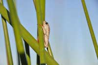 Frog on a reed in a lagoon from a mekoro boat