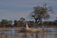 Mound constructed by termites, one of the essential players in the ecosystem