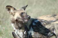 African wild dog