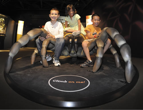This climbable spider model is 50 times the life size of a trapdoor spider (Cyclocosmia torreya). (© AMNH\R. Mickens)