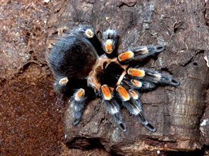 Mexican red knee (Brachypelma smithi): This stunning tarantula, which lives mainly on the Pacific coast of Mexico, resides in burrows, hurrying out to prey oninsects, small frogs, lizards, and mice. (© AMNH\R. Mickens)  