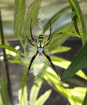 Orb weaver (Argiope sp.) Members of this genus are found all around the world and spin large webs that often contain striking designs. Charlotte’s Web author E.B. White, who consulted with a Museum curator while writing the classic children’s book, named the main character Charlotte A. Cavatica after a common orb weaver, Araneus cavaticus. (© AMNH\R. Mickens) 