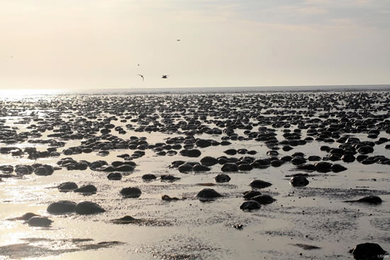 On mud flats in Delaware Bay the morning after a full moon high tide spawn, thousands of horseshoe crabs wait on the mud flats for the high tide to return. (Credit: Conor McGowan, US Geological Survey) 