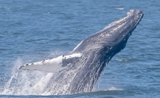 Humpback Whales Feast in NYC